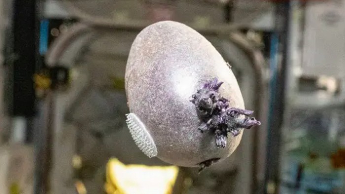 Kemunculan sebuah benda misterius mirip telur bertentakel di Stasiun Luar Angkasa Internasional (International Space Station/ISS) bikin heboh.