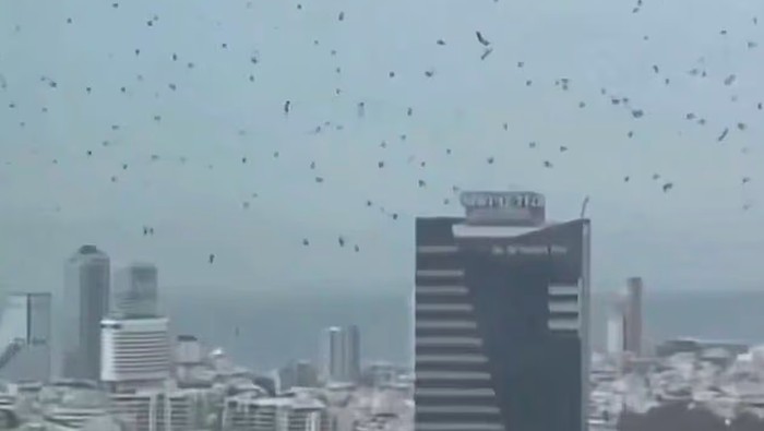 Burung gagak di langit Tel Aviv, Isreael.