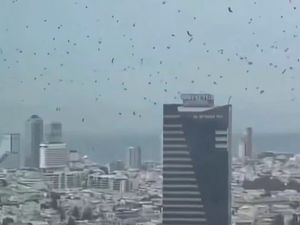 Langit Israel Gelap Diserbu Ribuan Gagak Misterius Bikin Merinding
