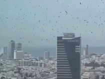 Heboh Langit Isrel Jadi Gelap Diserbu Gagak, Tanda Azab?