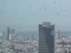 Langit Israel Mendadak Gelap Dipenuhi Gagak, Picu Konspirasi Azab