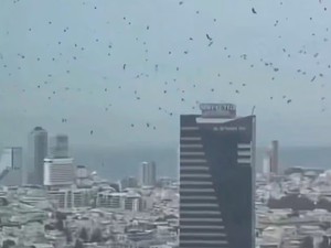 Langit Israel Mendadak Gelap Dipenuhi Gagak, Picu Konspirasi Azab