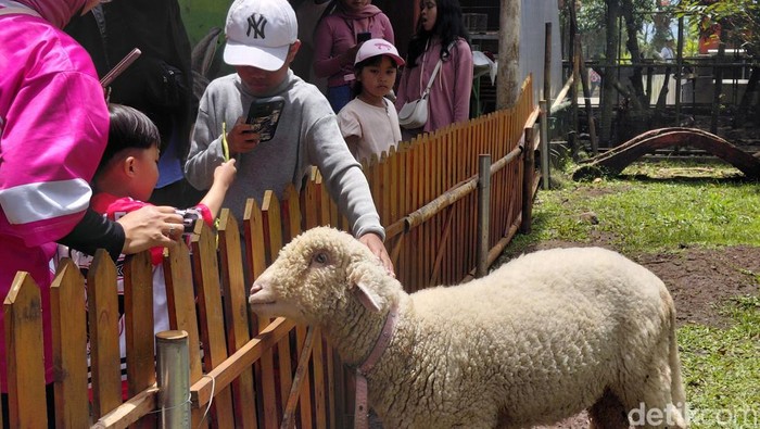 Domba Merino di Taman Satwa Cikembulan, Garut