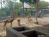 Bupati Tulungagung Soroti Kebun Binatang Mini yang Hewannya Menyedihkan