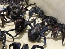 Karantina Sulsel Sita 53 Kepiting Kenari dari Sultra di Pelabuhan Makassar