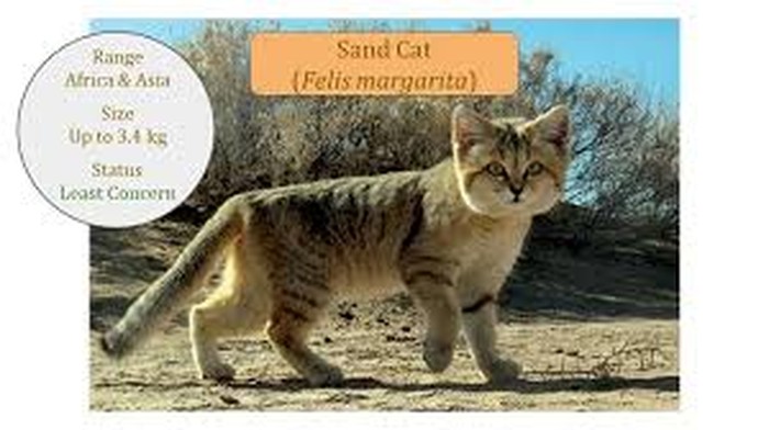 kucing pasir (Felis margarita) bisa menggonggong seperti anak anjing