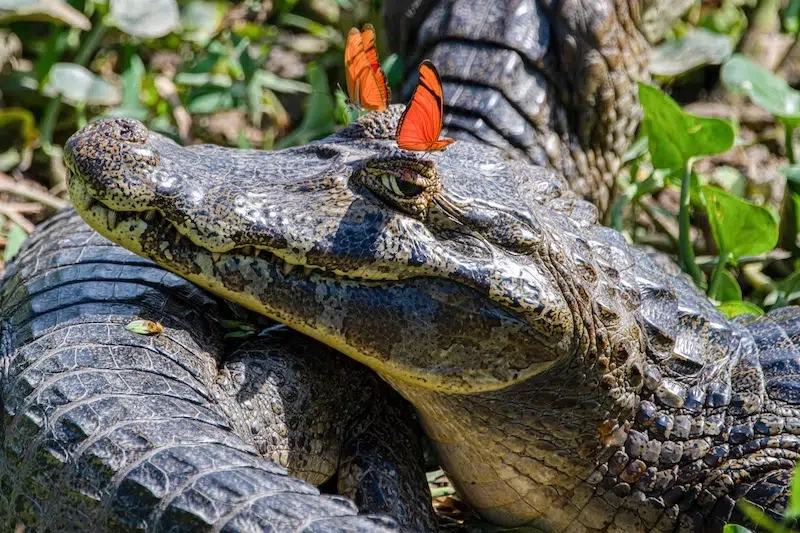 Nikon Comedy Wildlife Awards 2026