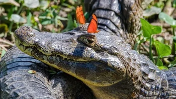 Karya Morris Herskoz. Lokasi: Lahan Basah Pantanal, Brasil “Kupu-kupu Julia sering hinggap di mata buaya untuk menghisap mineral yang terdapat dalam air mata buaya yang asin. Buaya berkacamata di Pantanal, Brasil ini tampak sangat senang dengan aksesori fesyen barunya, dan saya tidak bisa menahan diri untuk mengambil foto ekspresi puas diri itu.” Foto: Nikon Comedy Wildlife Awards