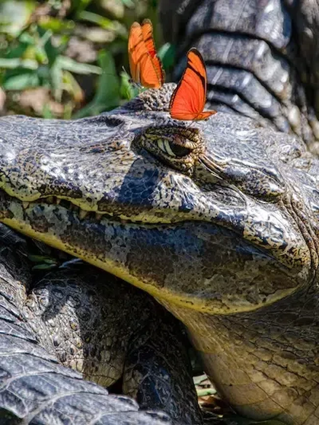 Bikin Ketawa! Foto Hewan Liar Ini Kocaknya Kebangetan