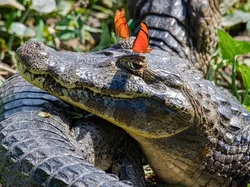 Bikin Ketawa! Foto Hewan Liar Ini Kocaknya Kebangetan