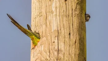 Karya Elizabeth Sanjuan. Lokasi: Florida Selatan “Beberapa burung beo di dalam tiang, memberikan ilusi satu burung beo yang panjang.” Foto: Nikon Comedy Wildlife Awards