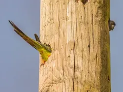 Bikin Ketawa! Foto Hewan Liar Ini Kocaknya Kebangetan