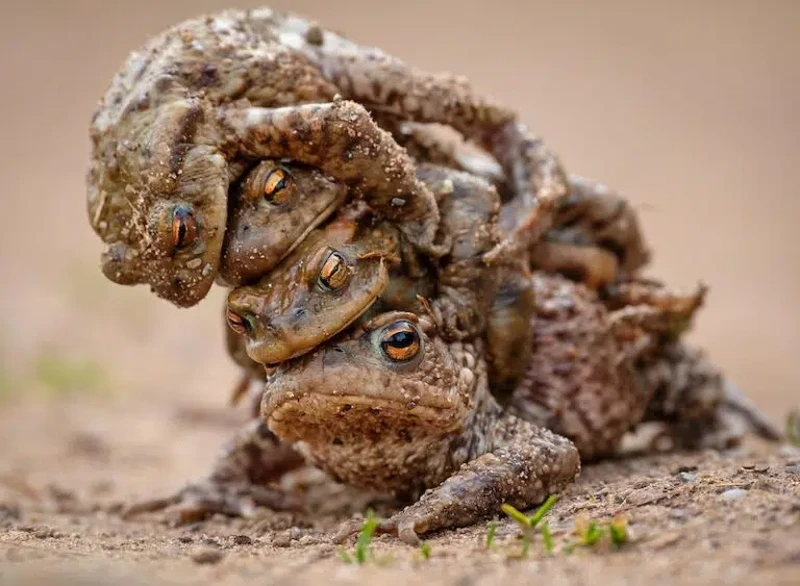 Nikon Comedy Wildlife Awards 2026