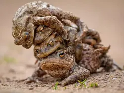 Bikin Ketawa! Foto Hewan Liar Ini Kocaknya Kebangetan