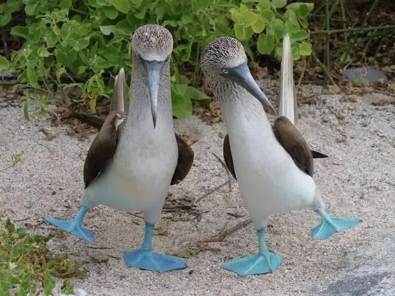Nikon Comedy Wildlife Awards 2026