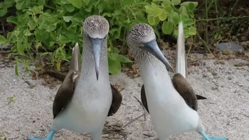 Karya Brigitte Alcalay-Marcon. Lokasi: Kepulauan Galapagos, Ekuador “Sepasang burung booby berkaki biru sedang berpacaran.” Foto: Nikon Comedy Wildlife Awards