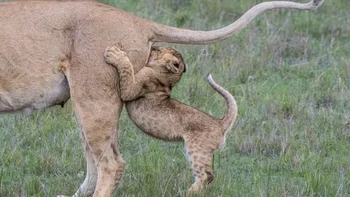 Karya Bernard Beauné. Lokasi: Masa Mara (Kenya) “Saya menyaksikan pemandangan ini di taman Masa Mara di mana dua singa muda bermain dengan induknya, mereka berguling-guling bersamanya sampai salah satu dari mereka mendapati dirinya dalam situasi yang agak tidak nyaman dan janggal…” ujar Bernard. Foto: Nikon Comedy Wildlife Awards