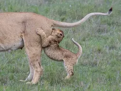 Bikin Ketawa! Foto Hewan Liar Ini Kocaknya Kebangetan