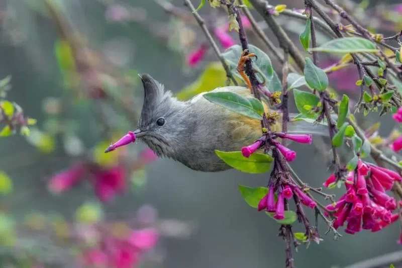 Nikon Comedy Wildlife Awards 2026