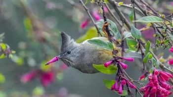 Karya Arindam Saha. Lokasi: Rishop, Bengal Barat, India “Pada bulan April, saya mengunjungi sebuah desa kecil di Himalaya untuk mengamati burung. Selama perjalanan saya, saya menemukan seekor yuhina berleher belang sedang memakan nektar bunga. Saat sedang menghisap nektar, salah satu bunga tiba-tiba tersangkut di paruhnya. Dalam sepersekian detik, burung itu dengan cepat melepaskannya. Saya beruntung dapat mengabadikan beberapa foto dari momen singkat itu.” Foto: Nikon Comedy Wildlife Awards