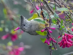Bikin Ketawa! Foto Hewan Liar Ini Kocaknya Kebangetan