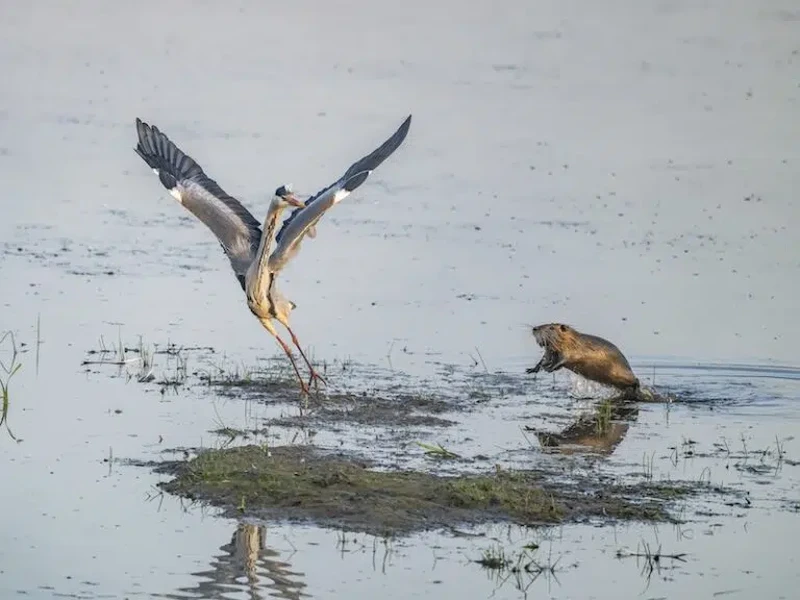 Nikon Comedy Wildlife Awards 2026