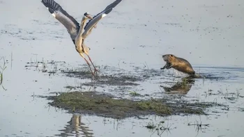 Karya Andrea Gubitz. Lokasi: Wetterau, Hessen, Jerman “Tak lama setelah matahari terbit, saya sedang menunggu seekor bangau abu-abu untuk mencari ikan sebagai sarapannya. Tiba-tiba seekor nutria muncul dan mengusir bangau abu-abu itu – dan berhasil.” Foto: Nikon Comedy Wildlife Awards