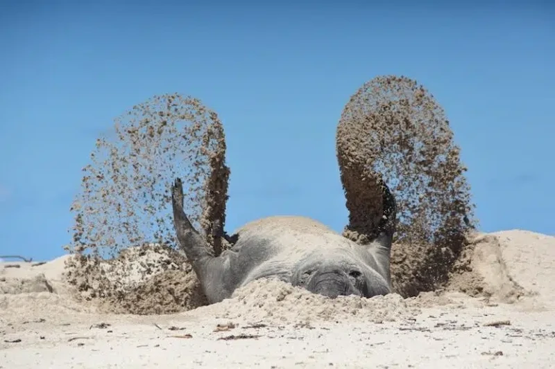 Nikon Comedy Wildlife Awards 2026