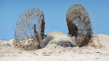 Karya Stefan Botha. Lokasi: Onrus, Western Cape, Afrika Selatan. “Foto ini sangat istimewa bagi saya karena diambil pada bulan Februari tahun lalu. Anjing laut gajah dalam gambar ini cukup terkenal di Western Cape, Afrika Selatan, namanya Buffel setelah pertama kali terlihat di Buffelsbay pada tahun 2014. Mereka datang ke daratan hingga 4 minggu setiap tahun untuk berganti bulu dan melepaskan seluruh kulit mereka agar kuat dan siap untuk perjalanan panjang mereka. Gambar khusus ini saya tunggu selama 8 jam untuk mengambilnya.” Foto: Nikon Comedy Wildlife Awards