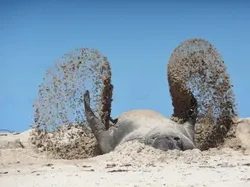 Bikin Ketawa! Foto Hewan Liar Ini Kocaknya Kebangetan