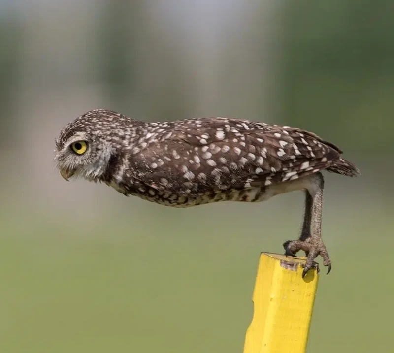 Nikon Comedy Wildlife Awards 2026