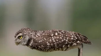 Karya Scott Kalter. Lokasi: Cooper City, Florida “Jadi, berapa lama Anda bisa mempertahankan pose itu? Saya selalu suka mengabadikan burung yang lepas landas dari tempat bertengger. Kepakan sayap pertama yang kuat dan kemudian “lepas landas”! Burung Hantu Penggali kecil ini memiliki pendekatan yang berbeda, dan tampaknya berhasil!” Foto: Nikon Comedy Wildlife Awards