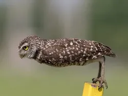 Bikin Ketawa! Foto Hewan Liar Ini Kocaknya Kebangetan