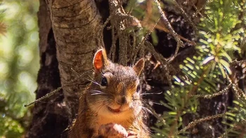 Karya Pilar Lopez-Laseras Lokasi: Jasper, Kanada “Tupai yang menggemaskan ini tampak sebahagia anak kecil yang mendapat kue.” Foto: Nikon Comedy Wildlife Awards