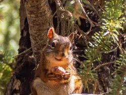 Bikin Ketawa! Foto Hewan Liar Ini Kocaknya Kebangetan