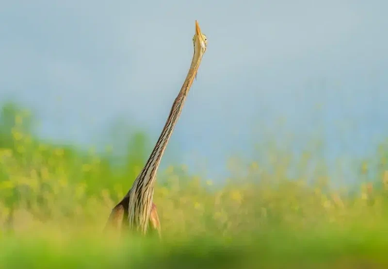 Nikon Comedy Wildlife Awards 2026