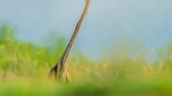 Karya Tímea Ambrus. Lokasi: Hongaria, Pusztaszer “Aku hanya ingin menghilang ke dalam rerumputan seperti burung biasa… tapi sekarang semua orang mengira aku jerapah dan bahkan satelit pun menangkap sinyalku! Ini bukan kamuflase lagi, ini siaran!” Foto: Nikon Comedy Wildlife Awards