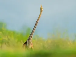 Bikin Ketawa! Foto Hewan Liar Ini Kocaknya Kebangetan