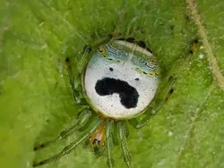 Bikin Ketawa! Foto Hewan Liar Ini Kocaknya Kebangetan