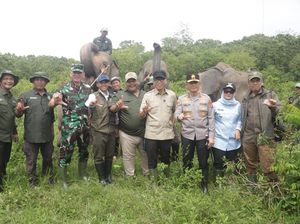 43 Tahun Konflik Gajah-Manusia, Pemerintah Bangun Pembatas di Way Kambas