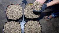 Distribusi kopi menjangkau wilayah seperti Sumatera Utara, Batam, Jakarta, dan Kalimantan Timur. Harga jual kopi robusta tersebut sekitar Rp140 ribu per kilogram. ANTARA FOTO/Akramul Muslim   