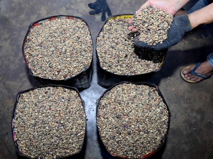 Perkerja memperlihatkan biji kopi robusta di UKM Taufik Kopi, Banda Aceh, Aceh, Kamis (26/3/2026). Pelaku usaha tersebut mengolah kopi robusta secara tradisional yang dianggap memiliki cita rasa khas yang berbeda dibandingkan pengolahan secara modern, sekaligus memenuhi permintaan pasar lokal hingga ke sejumlah daerah seperti Sumatera Utara, Batam, Jakarta, dan Kalimantan Timur dengan harga jual Rp140 ribu per kilogram. ANTARA FOTO/Akramul Muslim/YU