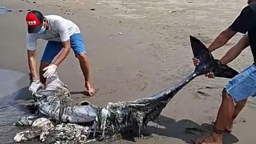 Relawan KKP Kurma Asih melakukan penguburan bangkai satwa diduga jenis lumba-lumba moncong panjang (Delphinus capensis tropicalis) yang terdampar di pesisir Pantai Perancak, Kecamatan Negara, Jembrana, Bali, Kamis (26/3/2026). (Dok. KKP Kurma Asih)