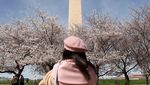 Sakura Mekar di Washington, D.C., Tanda Puncak Musim Semi Tiba