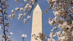 Sakura Mekar di Washington, D.C., Tanda Puncak Musim Semi Tiba