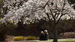 Sakura Mekar di Washington, D.C., Tanda Puncak Musim Semi Tiba