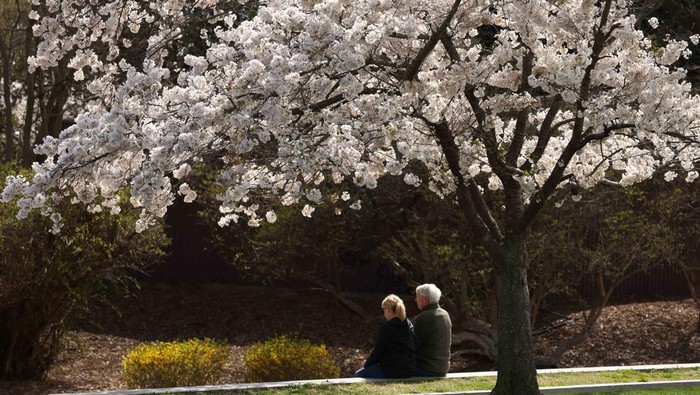 Sakura bermekaran di Washington, D.C., menarik pengunjung saat kota memasuki puncak musim semi. REUTERS/Kevin Lamarque