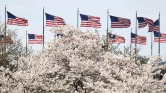 Sakura Mekar di Washington, D.C., Tanda Puncak Musim Semi Tiba