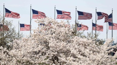 Sakura Mekar di Washington, D.C., Tanda Puncak Musim Semi Tiba