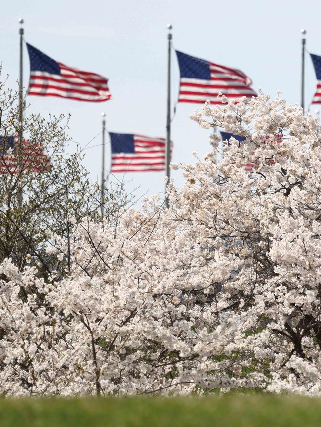Sakura Mekar di Washington, D.C., Tanda Puncak Musim Semi Tiba